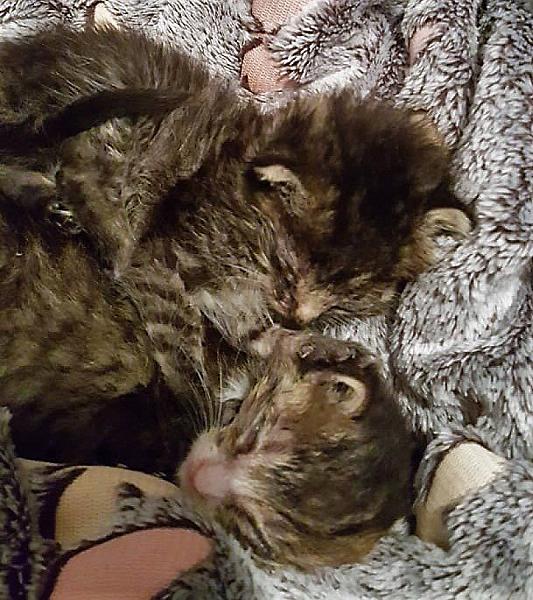Kattenpraat