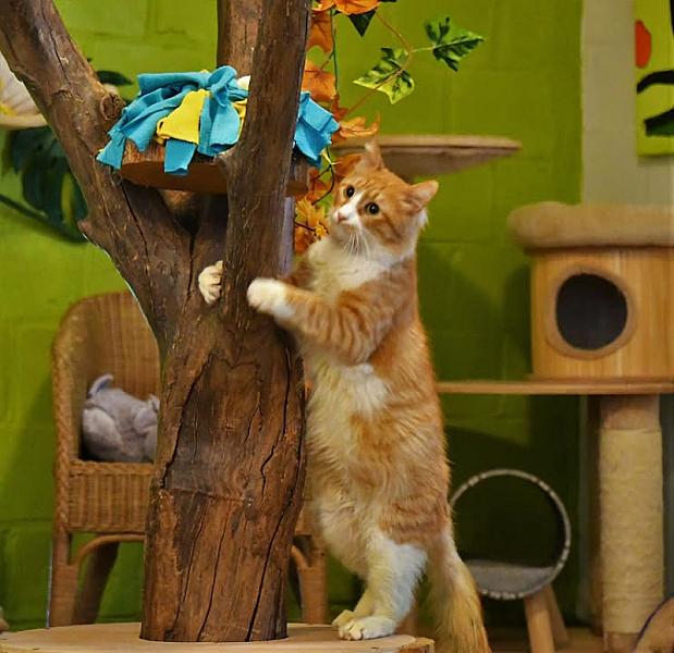 Kattenpraat