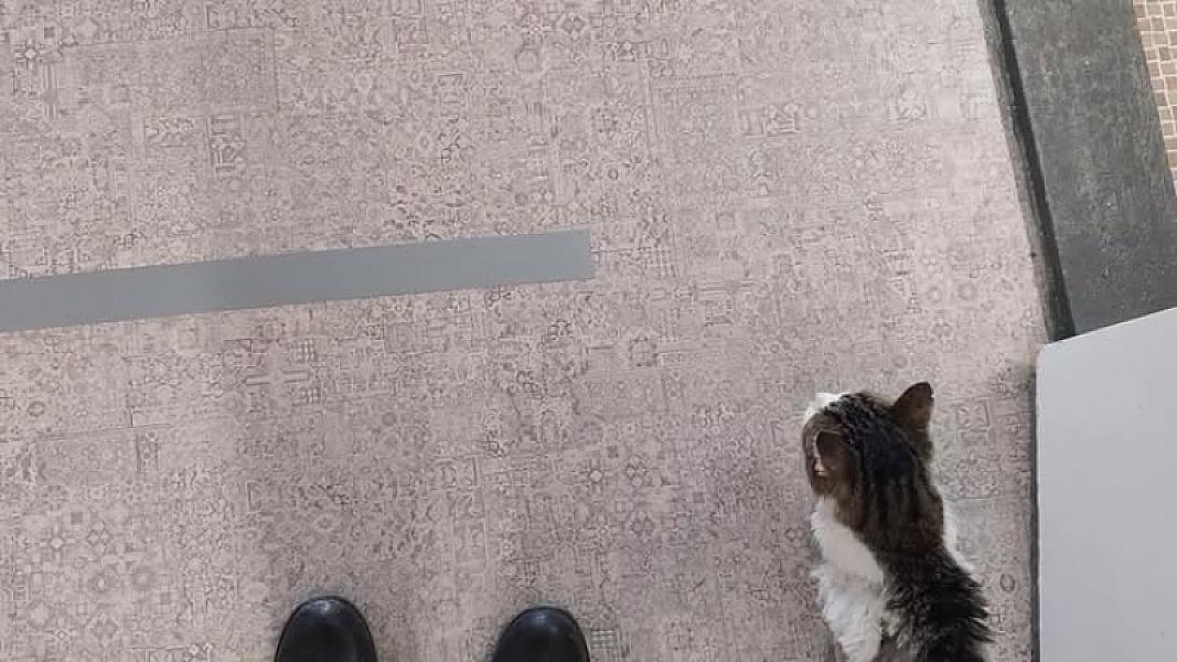 Kattenpraat