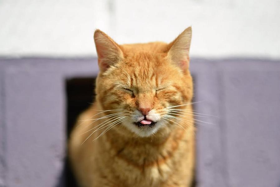 Kattenpraat