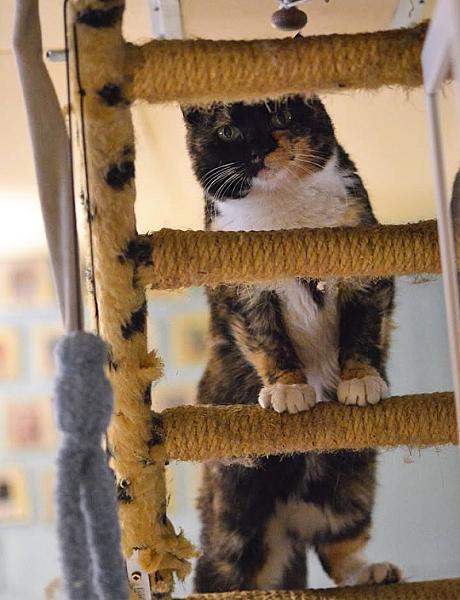 Kattenpraat