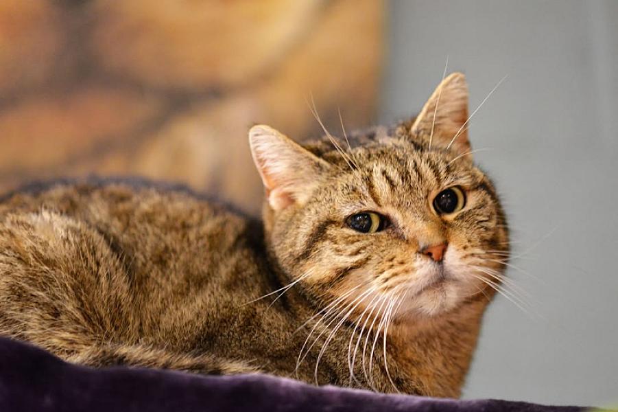 Kattenpraat