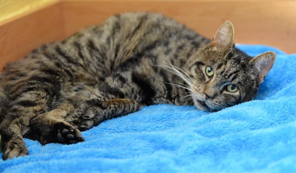 Kattenpraat