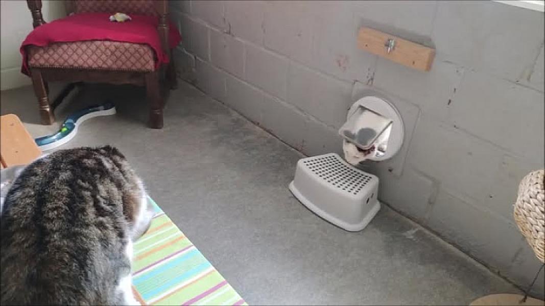 Kattenpraat