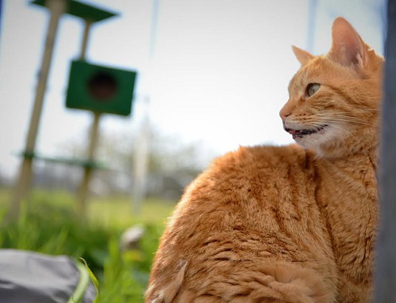 Kattenpraat