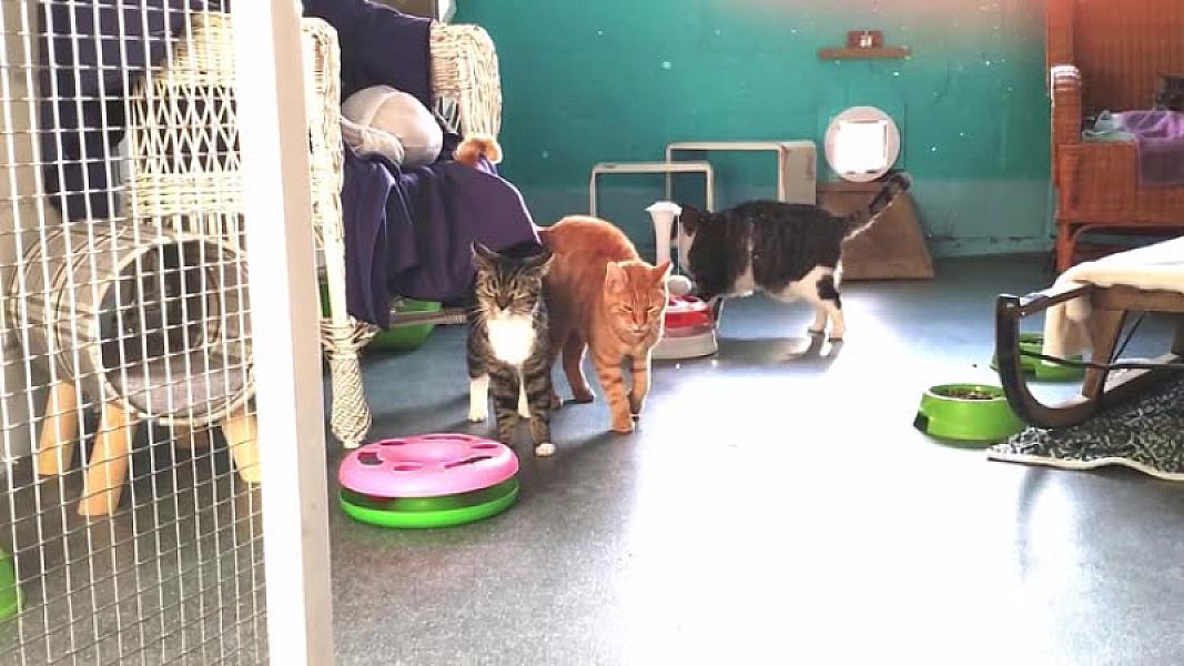 Kattenpraat