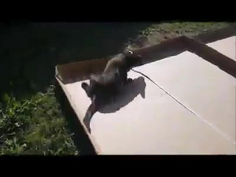 Kattenpraat
