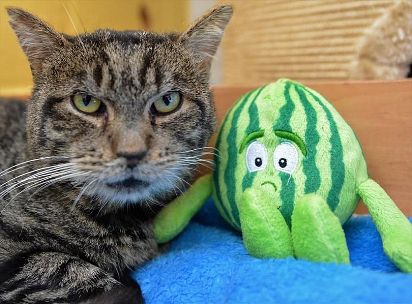 Kattenpraat