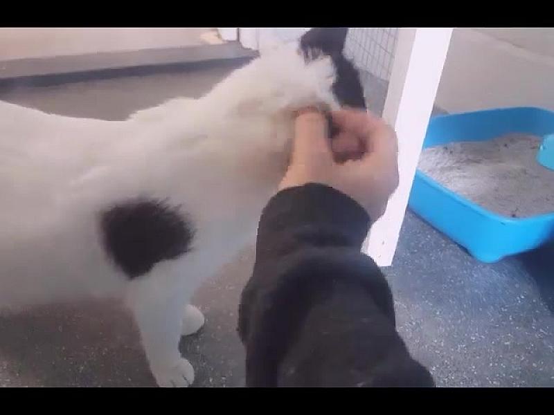 Kattenpraat