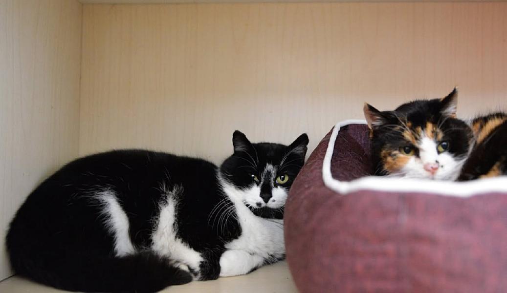 Kattenpraat