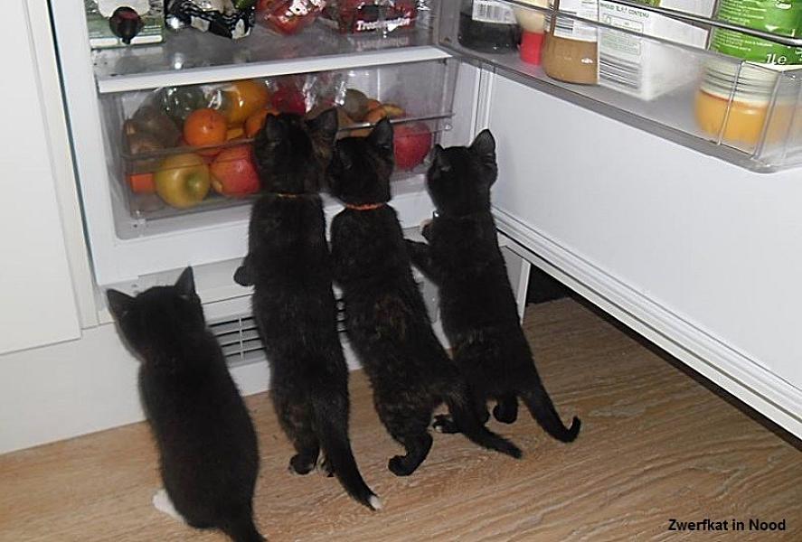 Kattenpraat