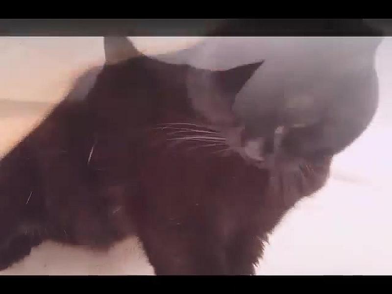 Kattenpraat