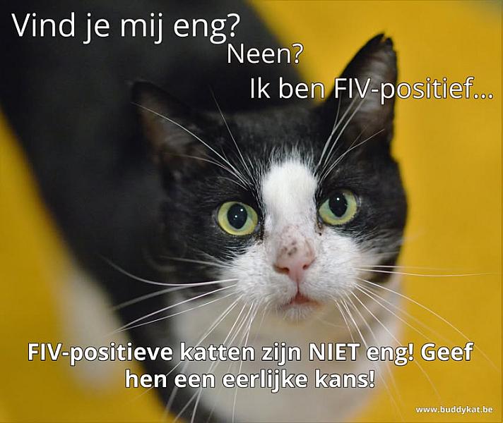 Kattenpraat