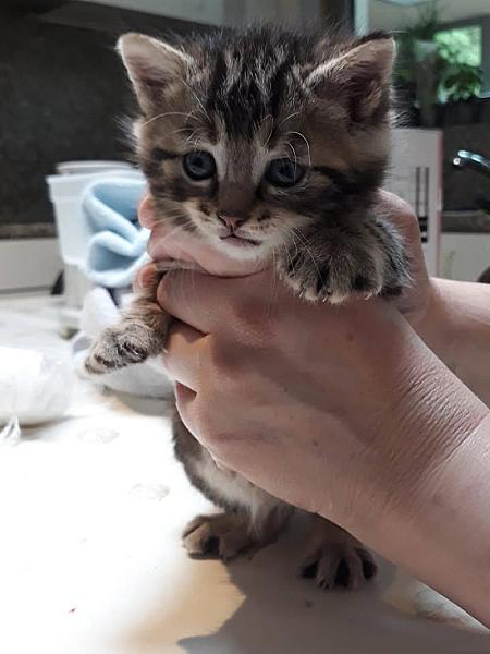 Kattenpraat