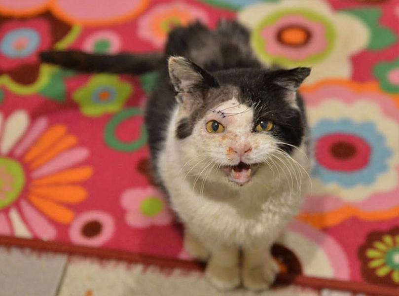 Kattenpraat