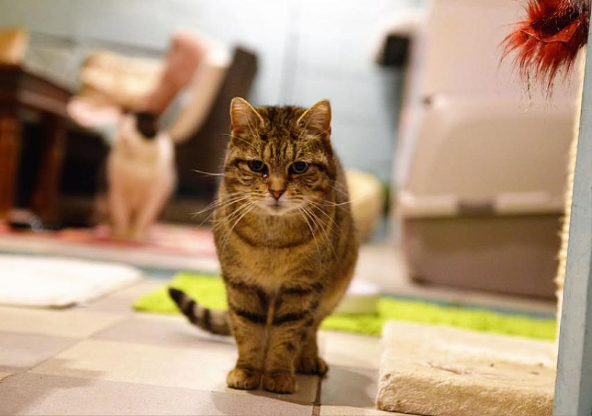 Kattenpraat