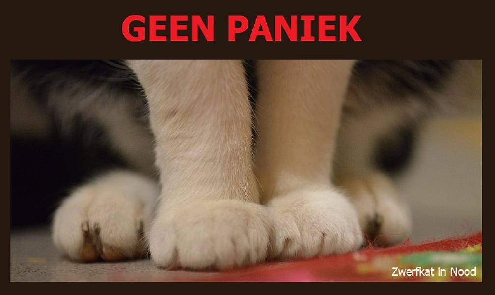 Kattenpraat