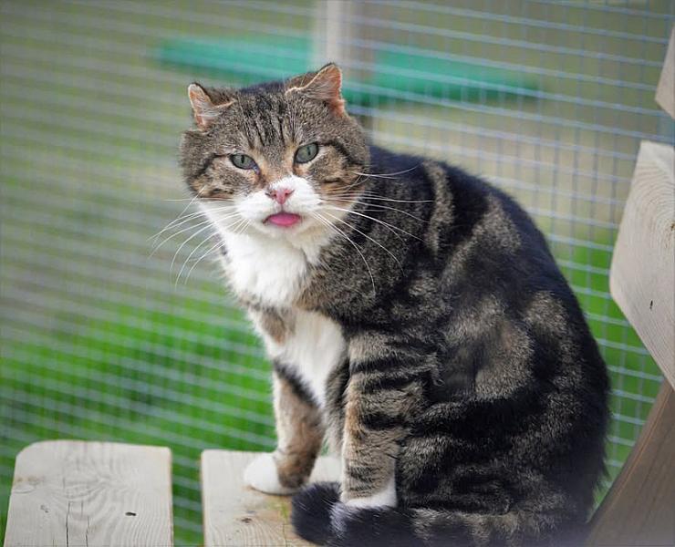 Kattenpraat