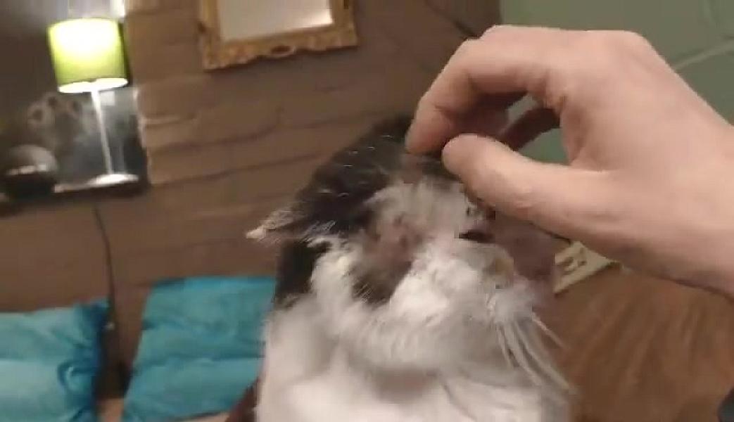 Kattenpraat