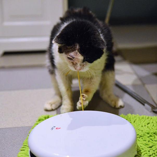 Kattenpraat