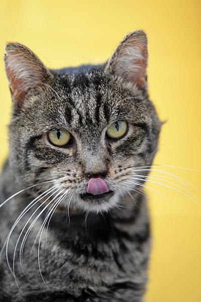 Kattenpraat