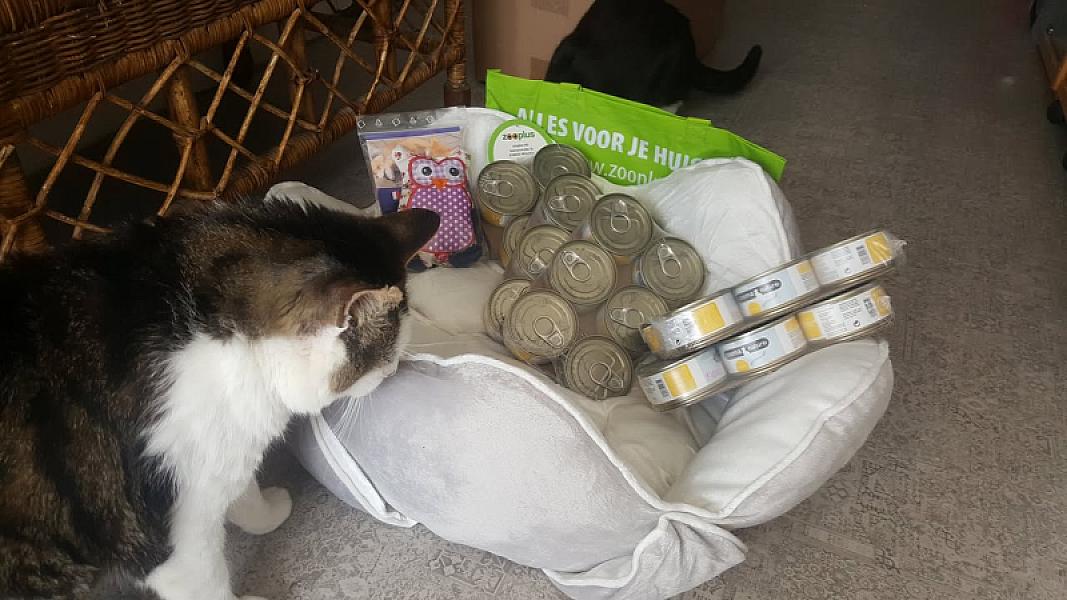 Kattenpraat