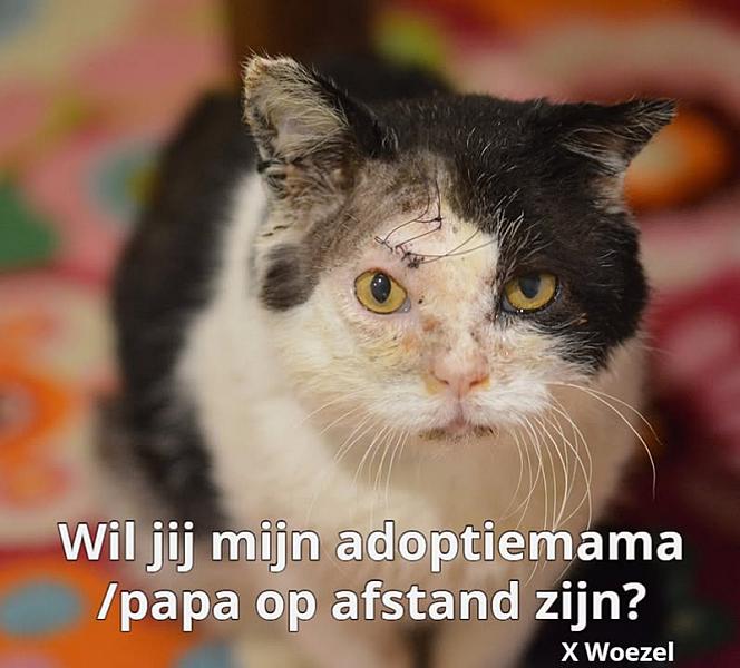 Kattenpraat
