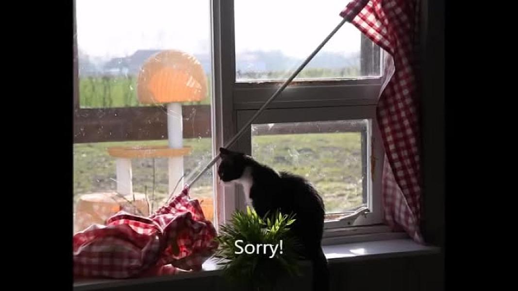 Kattenpraat