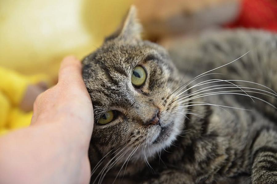 Kattenpraat