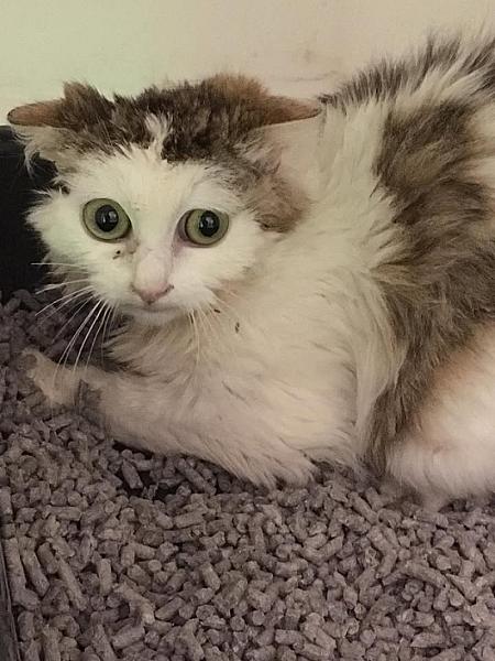 Kattenpraat