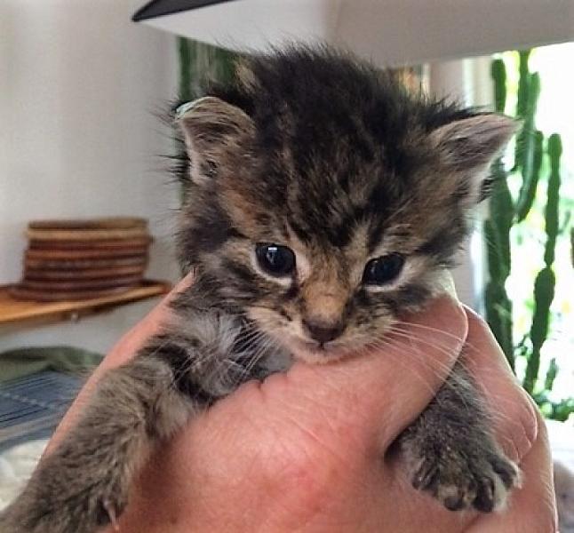 Kattenpraat