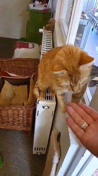 Kattenpraat