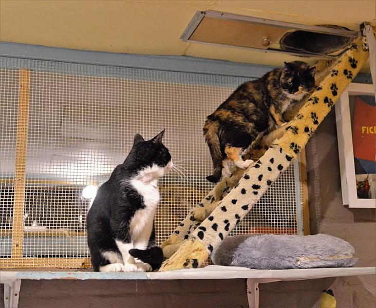 Kattenpraat