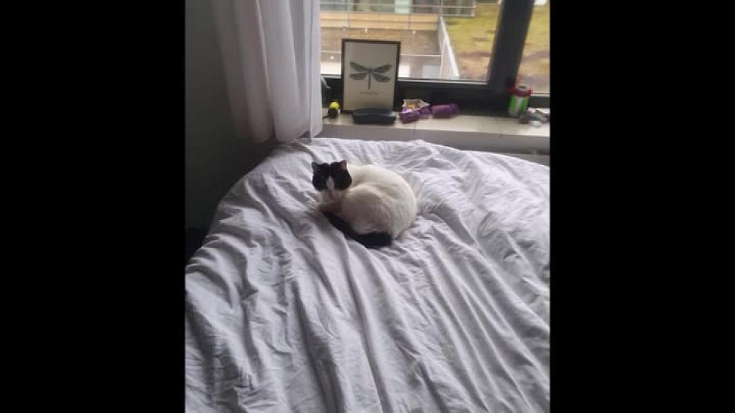 Kattenpraat