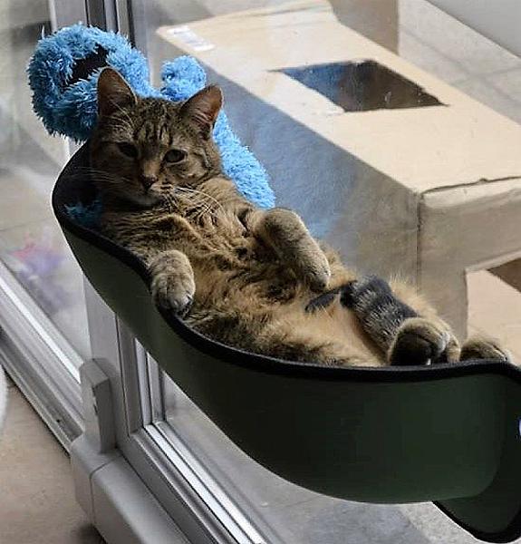 Kattenpraat