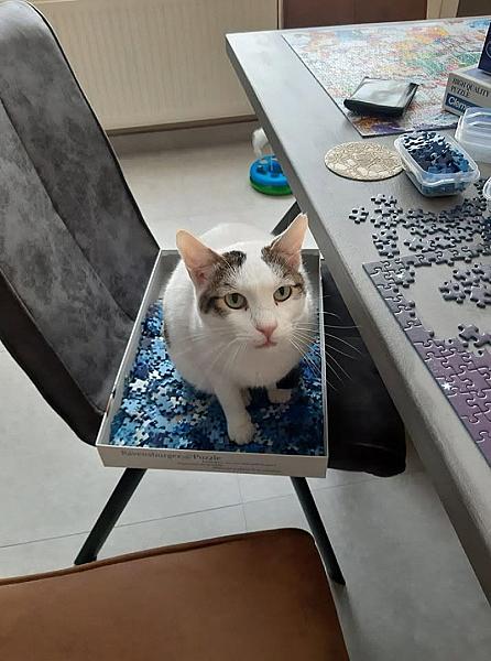 Kattenpraat