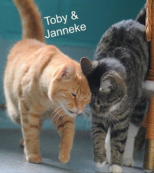 Kattenpraat