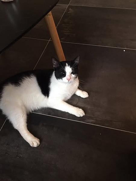 Kattenpraat