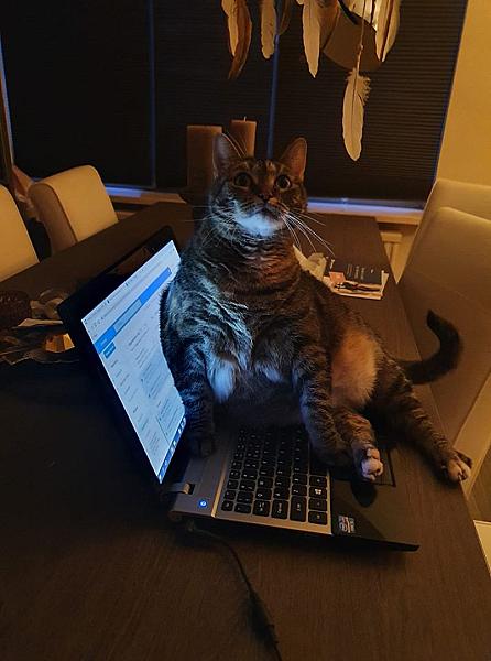 Kattenpraat