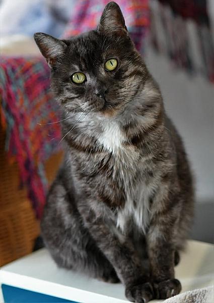 Kattenpraat