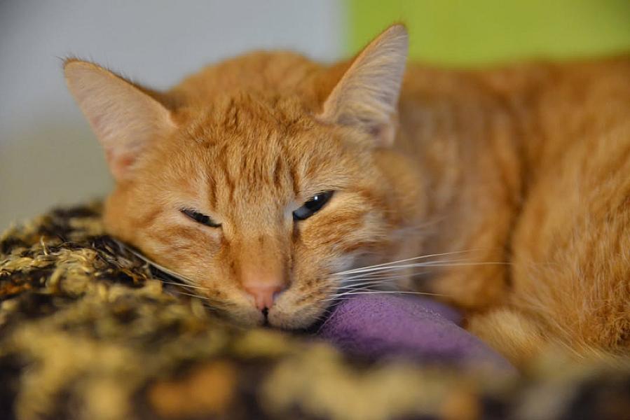 Kattenpraat