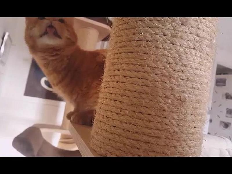 Kattenpraat