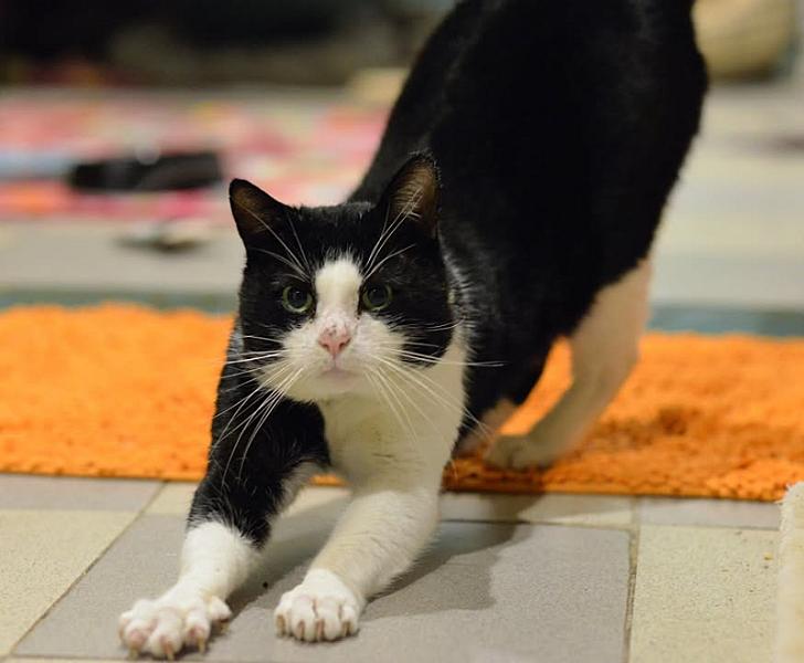 Kattenpraat