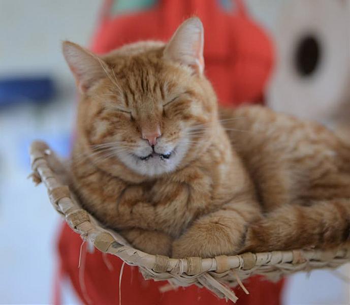 Kattenpraat