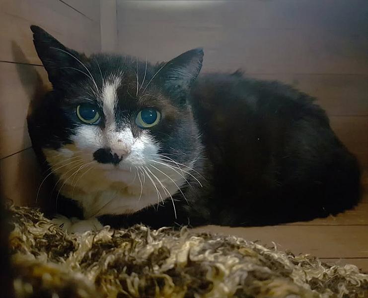 Kattenpraat