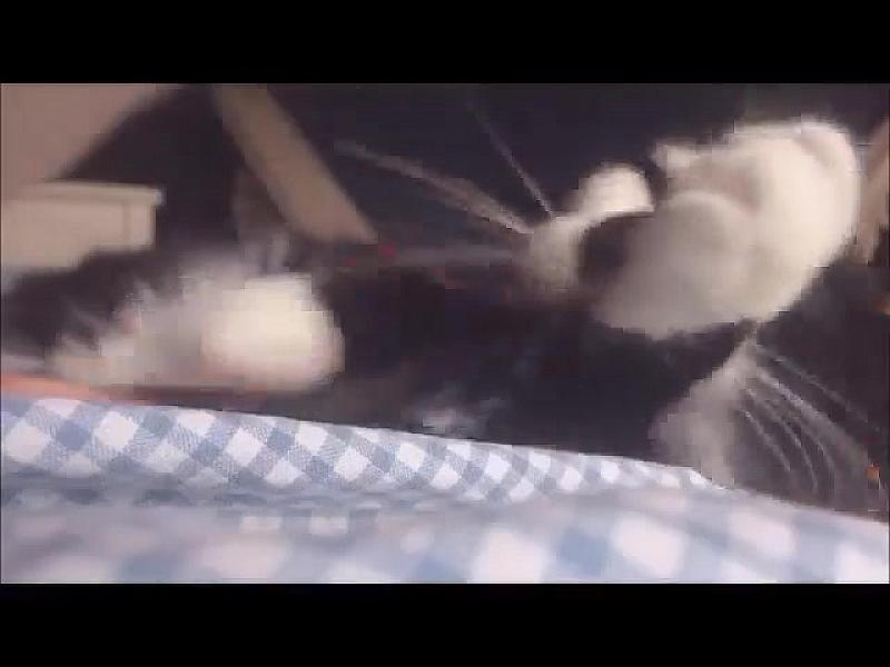 Kattenpraat