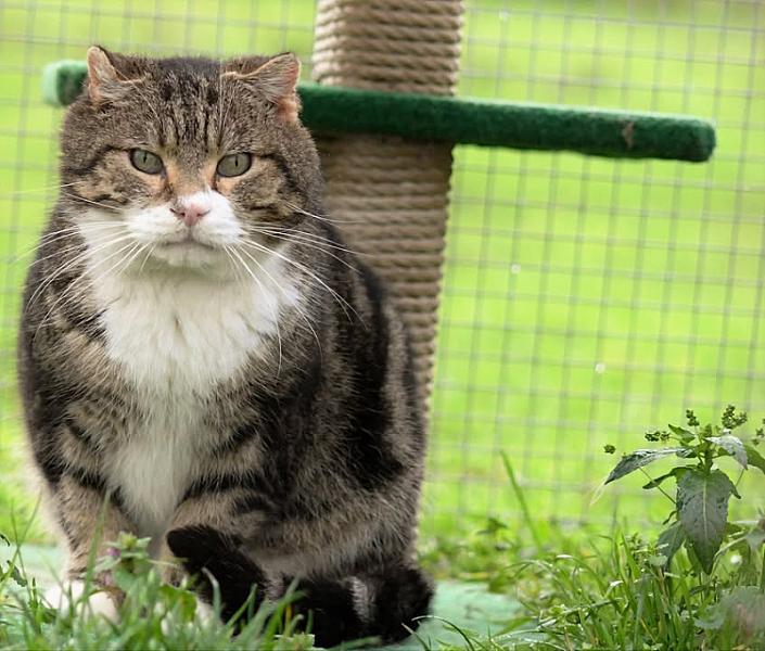 Kattenpraat