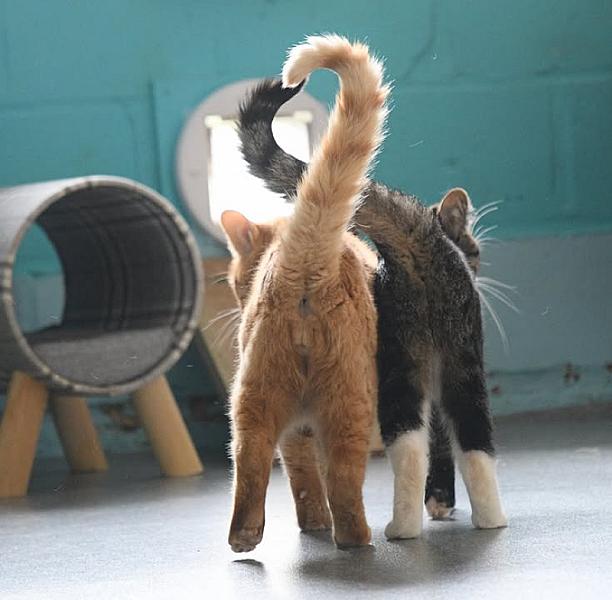 Kattenpraat