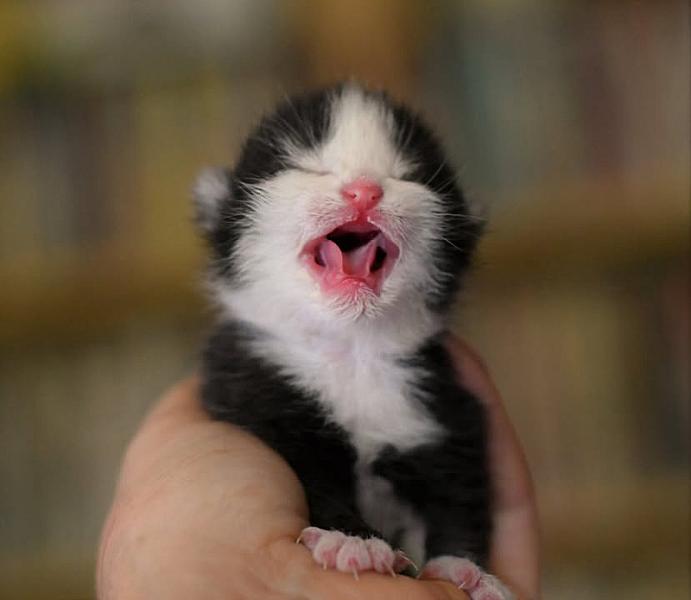 Kattenpraat