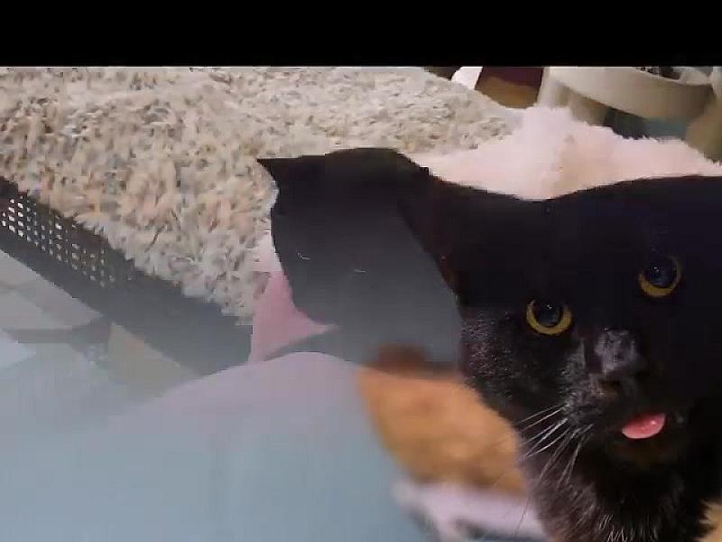 Kattenpraat